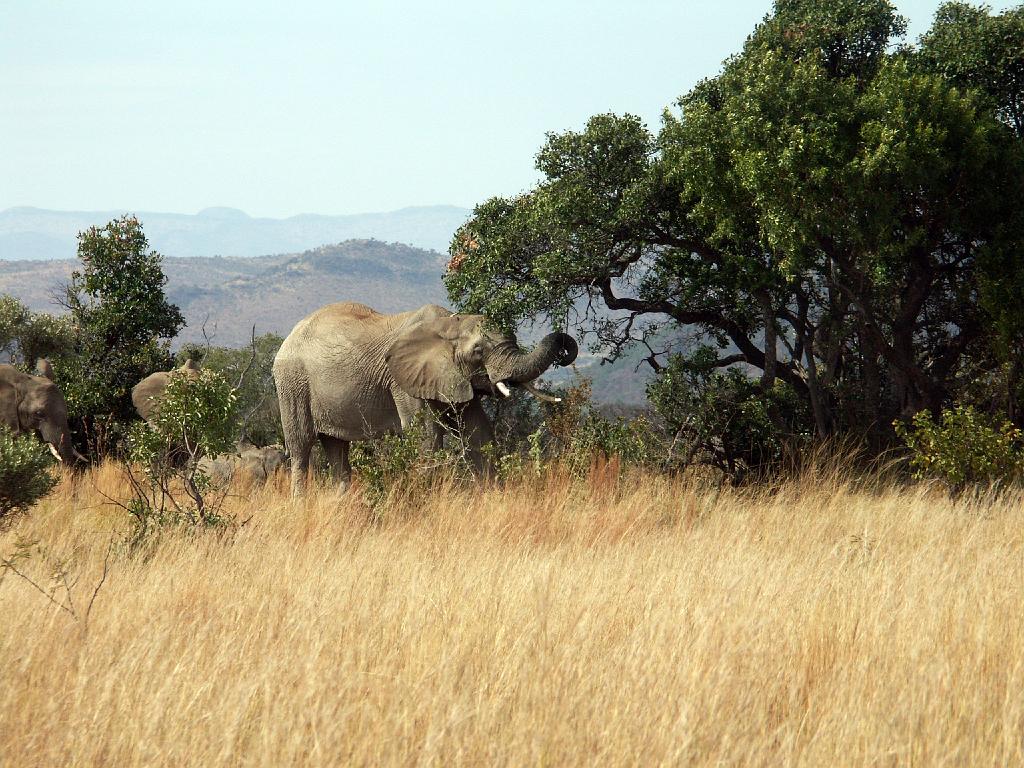 090516_Pilanesberg 144.jpg